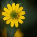dsc04694