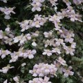 dsc04734