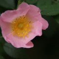 dsc04795