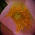 dsc04799