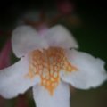 dsc04865