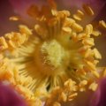 dsc04991