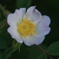 dsc05038