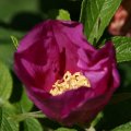 dsc05063