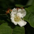 dsc05193