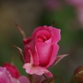 dsc05574