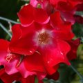 dsc05644