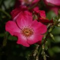 dsc05686
