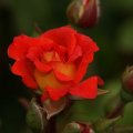 dsc05704
