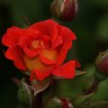 dsc05705