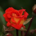 dsc05708