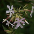 dsc05730