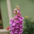 dsc05742