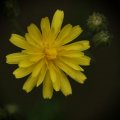 dsc05823