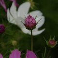 dsc05889