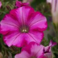 dsc05900