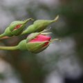 dsc06060