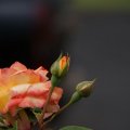 dsc06240