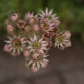 dsc06262