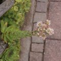 dsc06265