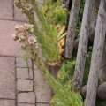 dsc06268