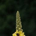 dsc06490