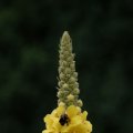 dsc06491