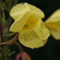 dsc06496