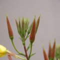 dsc06518