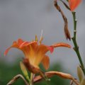 dsc06519