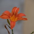 dsc06520