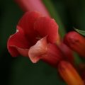 dsc06533