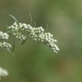 dsc06575