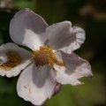 dsc06667
