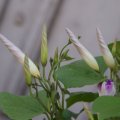 dsc06755