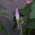 dsc06771