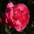 dsc06878