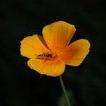 dsc06913
