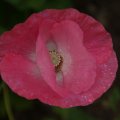dsc06943