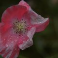 dsc06946