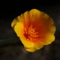 dsc06980