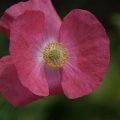 dsc07007