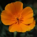 dsc07012