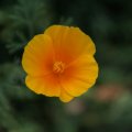 dsc07016