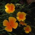 dsc07079