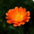 dsc07119
