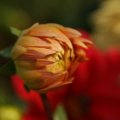 dsc07171