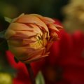 dsc07172