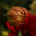 dsc07174
