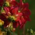 dsc07175